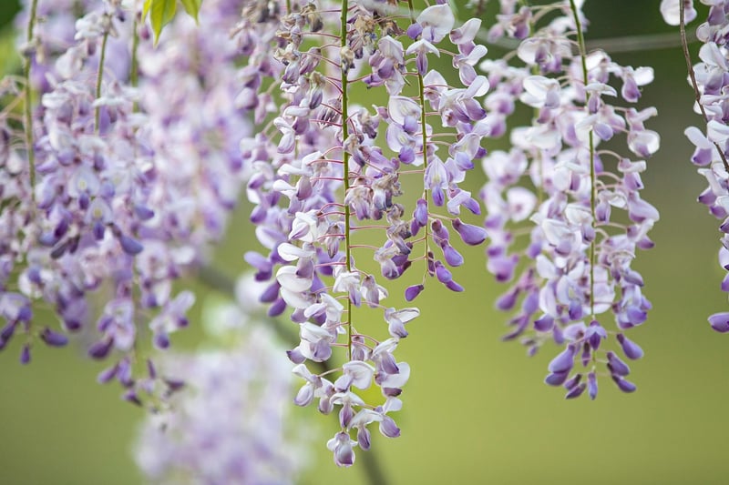Vertical Garden with Hanging Systems