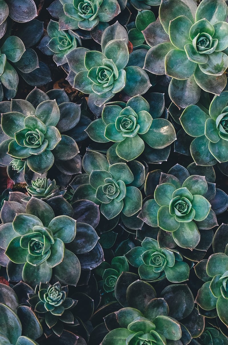 Vertical Garden Frame