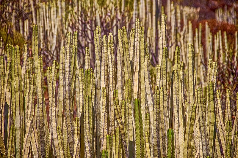Vertical Garden